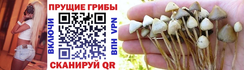 Купить закладки  Котельниково  Псилоцибиновые грибы Psilocybine cubensis 